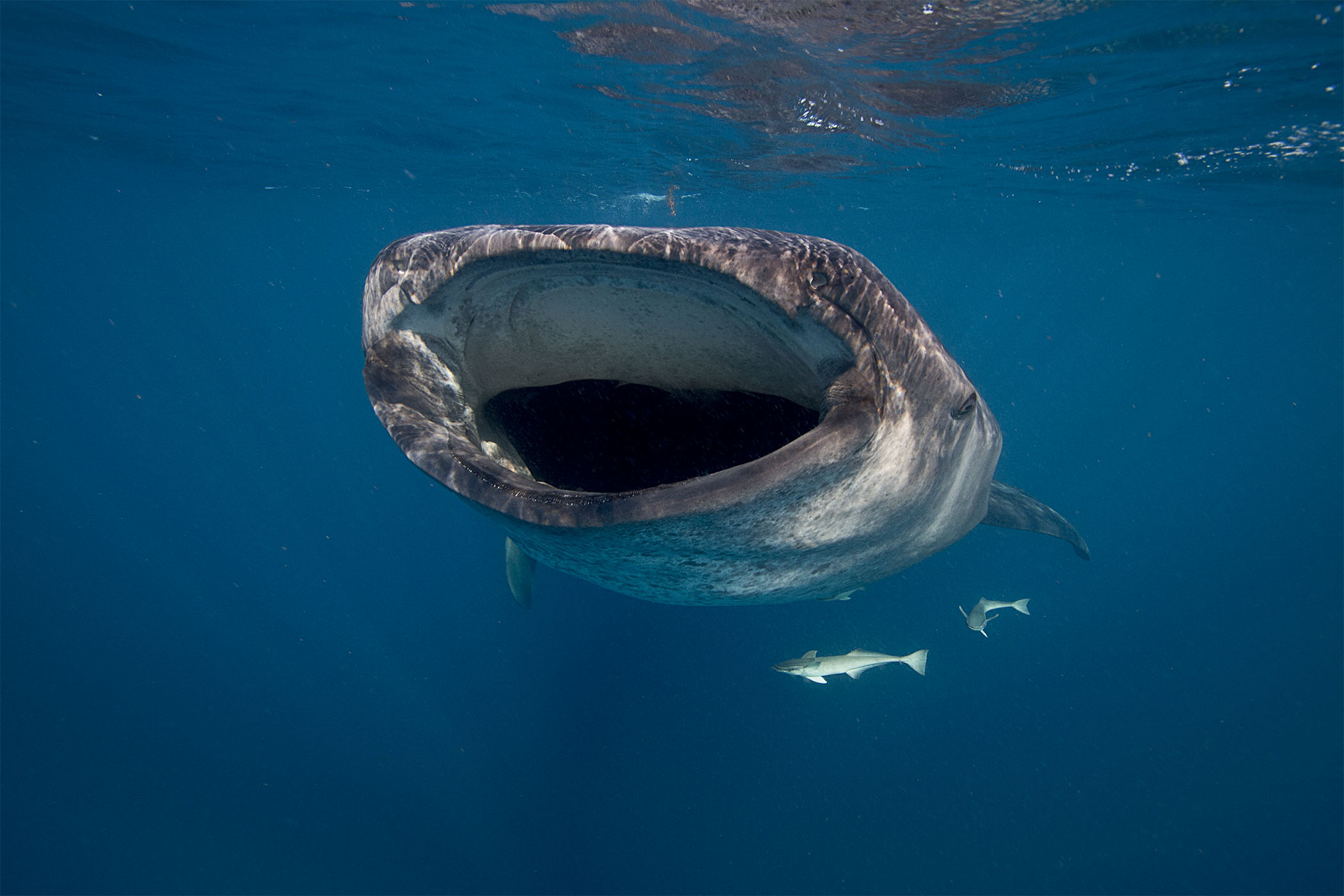 Oris Aquis GMT Date Whale Shark 2