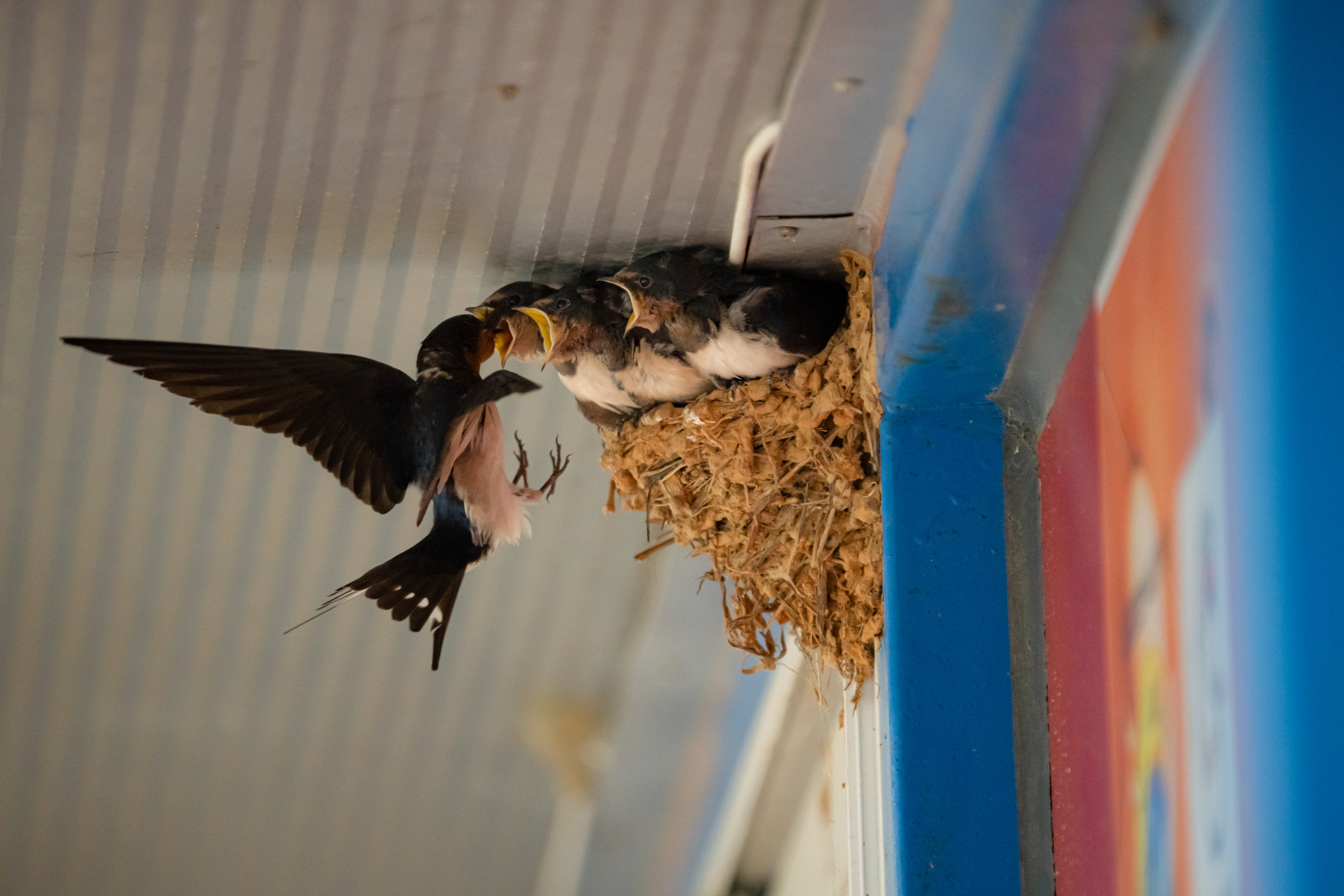 Swallows, photography by Jonghyuk Lee @thorongilstrider