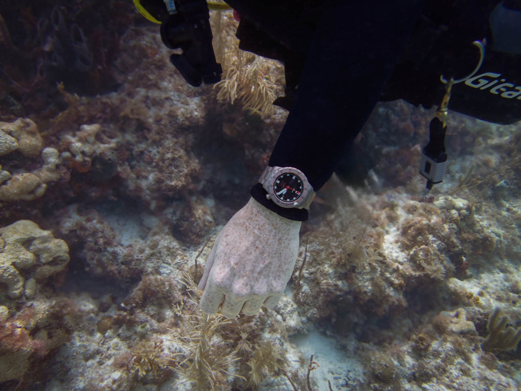 In-Depth: Diving with the Sinn U50, The Smaller German Diving Instrument